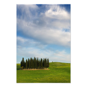 Cyprès en Toscane impression photo verticale