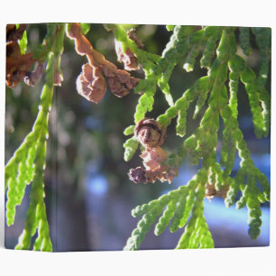 cypress,evergreen binder