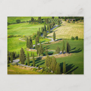 Cypress lined winding road in Tuscany postcard