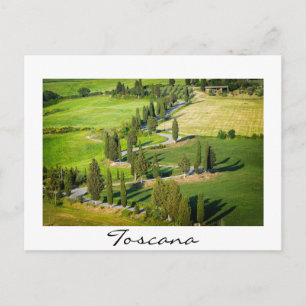 Cypress lined winding road in Tuscany Postcard