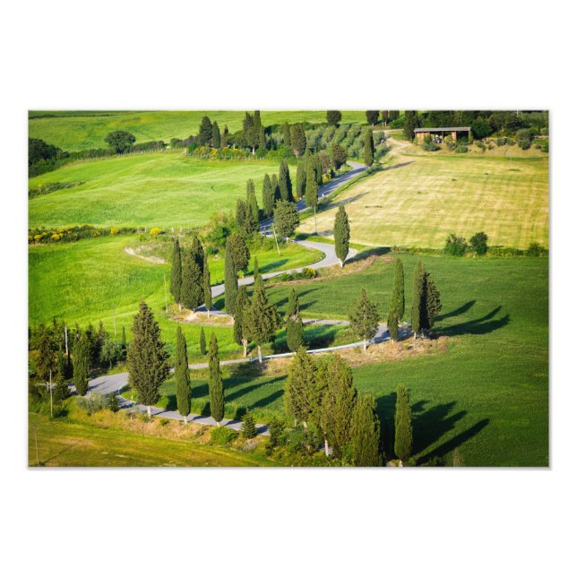 Cypress lined winding road in Tuscany print (Front)