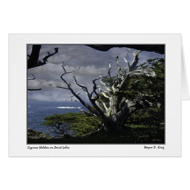 Cypress Skeleton on Point Lobos (Front Horizontal)