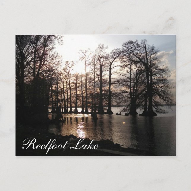 Cypress Sunset at Reelfoot Postcard (Front)