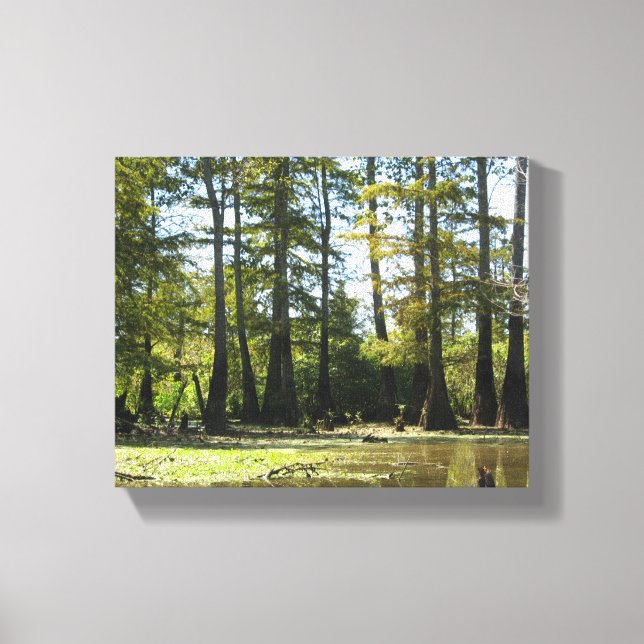 Cypress Swamp Landscape Canvas Print (Front)
