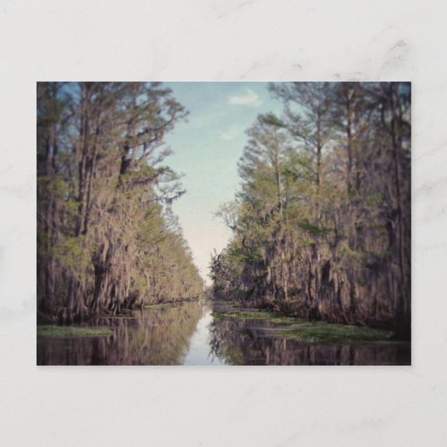 Cypress Swamp : Louisiana Postcard (Front)