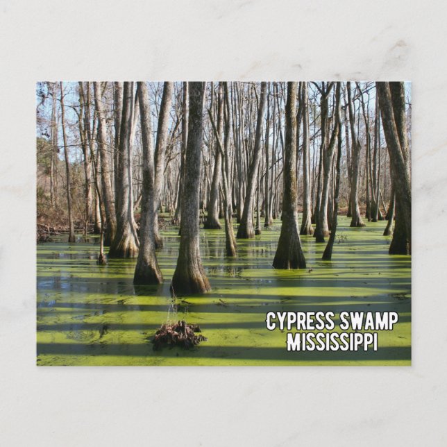 Cypress Swamp Mississippi Holiday Postcard (Front)