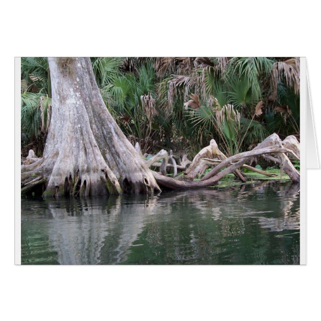 Cypress tree knees reflected (Front Horizontal)