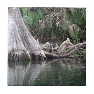 Cypress tree knees reflected tile