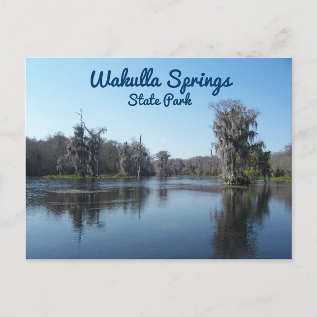 Cypress Trees at Wakulla Springs State Park Postcard (Front)