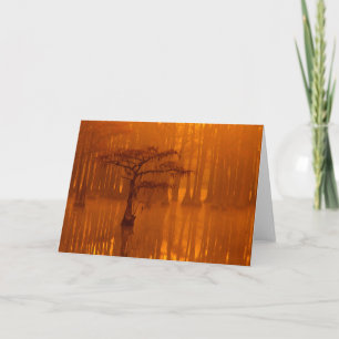 Cypress Trees   George Smith State Park Card