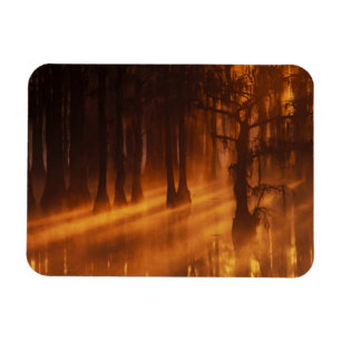 Cypress Trees   George Smith State Park Magnet