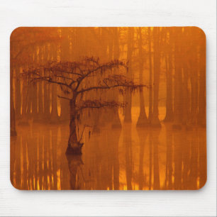 Cypress Trees   George Smith State Park Mouse Pad