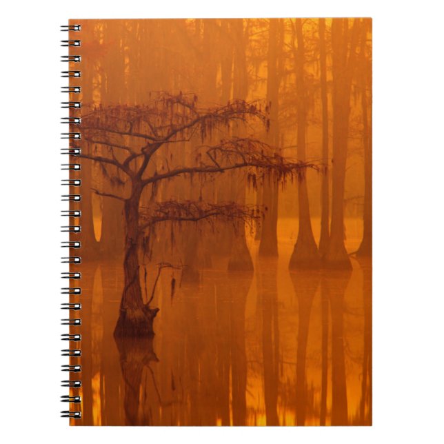Cypress Trees | George Smith State Park Notebook (Front)