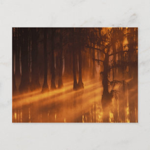 Cypress Trees George Smith State Park Postcard