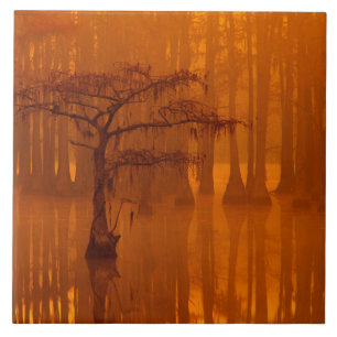 Cypress Trees George Smith State Park Tile