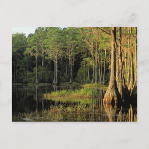 Cypress trees in Lake Bradford Region , Postcard