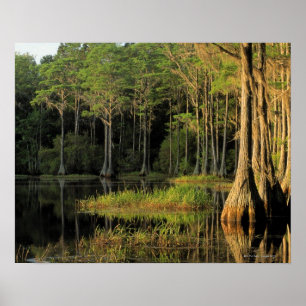 Cypress trees in Lake Bradford Region , Poster