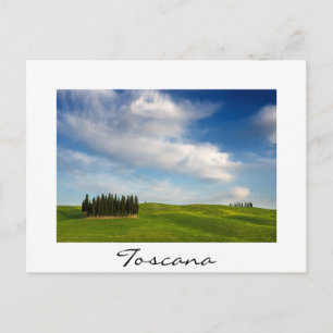 Cypress trees in Tuscany  in summer Postcard