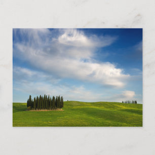 Cypress trees in Tuscany postcard