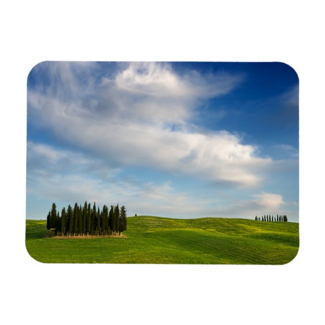 Cypress trees in Tuscany rectangular magnet (Horizontal)