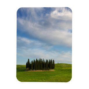 Cypress trees in Tuscany vertical magnet