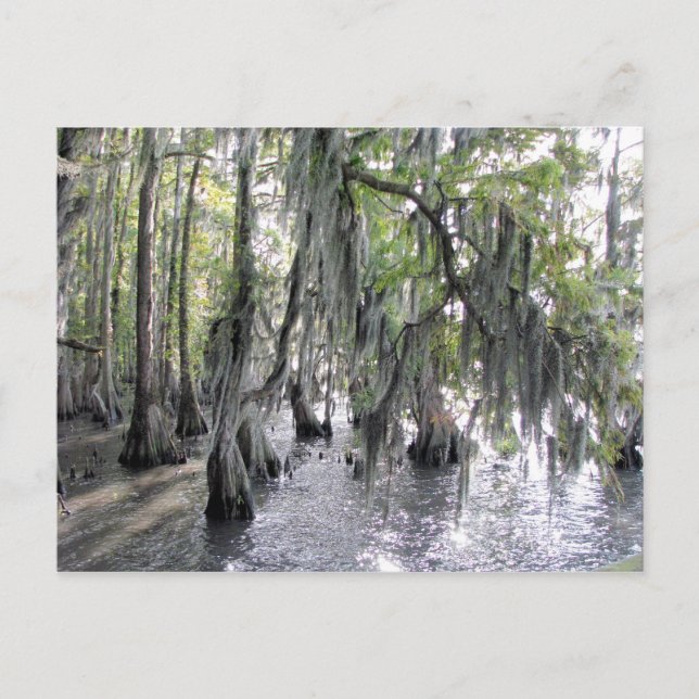 Cypress Trees on Lake Phelps NC Postcard (Front)