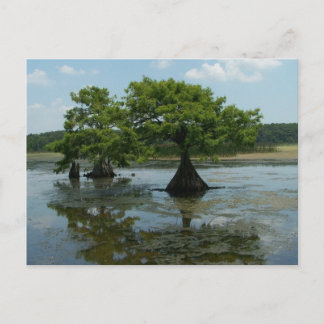 Cypress Trees Postcard