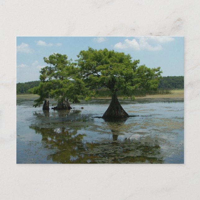 Cypress Trees Postcard (Front)