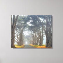 Cypress Tunnel 