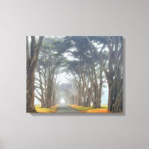 Cypress Tunnel Canvas Print