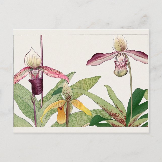 Cypripedium by Tanigami Konan Postcard (Front)