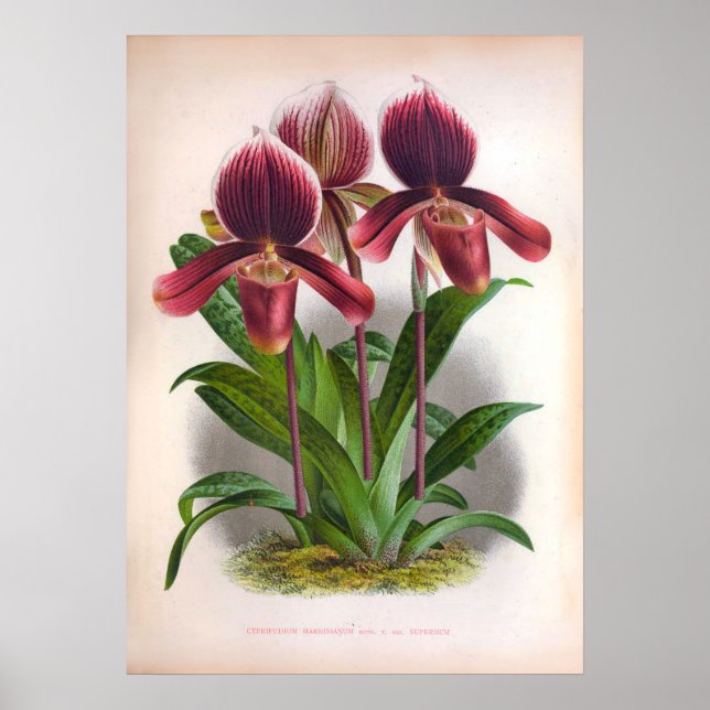 Cypripedium Harrisianum Deep Pink Vintage Orchids Poster (Front)