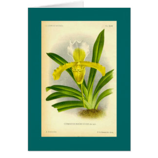 Cypripedium Insigne - orchidée de pantoufle de
