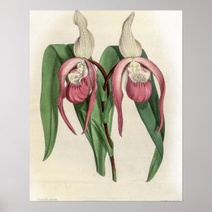 Cypripedium Schroderae Orchid Poster