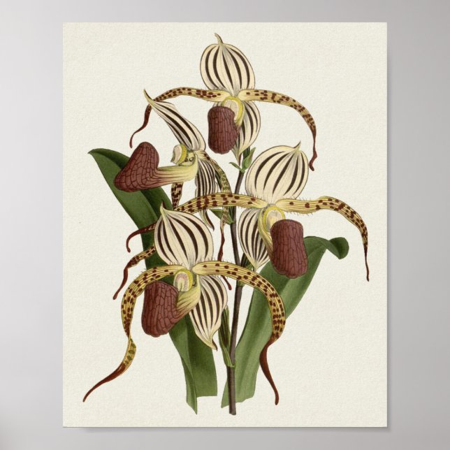 Cypripedium Stonei Poster (Front)