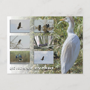 Cyprus birds postcard