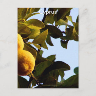 Cyprus Lemon Grove Postcard