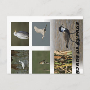 Cyprus nature animals birds postcard