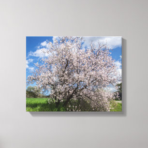 Cyprus nature landscape spring tree almond beautif canvas print