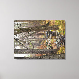 Cyprus nature landscape Troodos forest brown trees Canvas Print