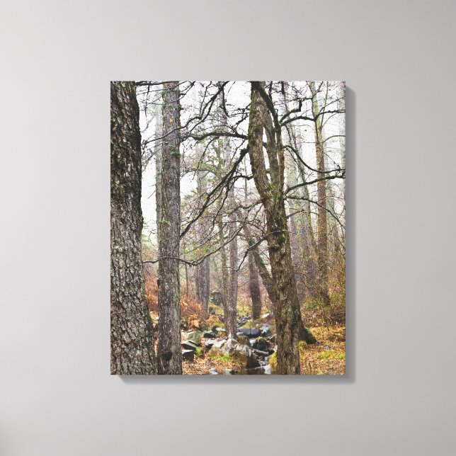 Cyprus nature landscape Troodos forest brown trees Canvas Print (Front)