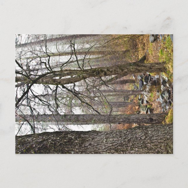 Cyprus nature landscape Troodos forest brown trees Postcard (Front)