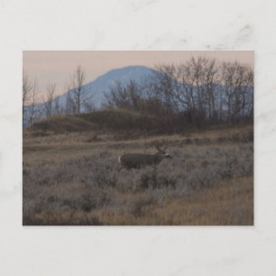 D12 Mule Deer Buck and Sweet Grass Hills Postcard