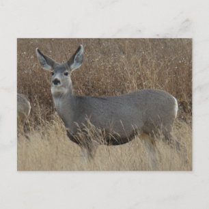 D14 Mule Deer Doe Postcard