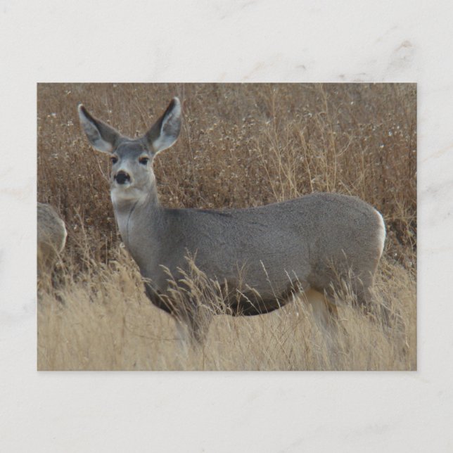 D14 Mule Deer Doe Postcard (Front)