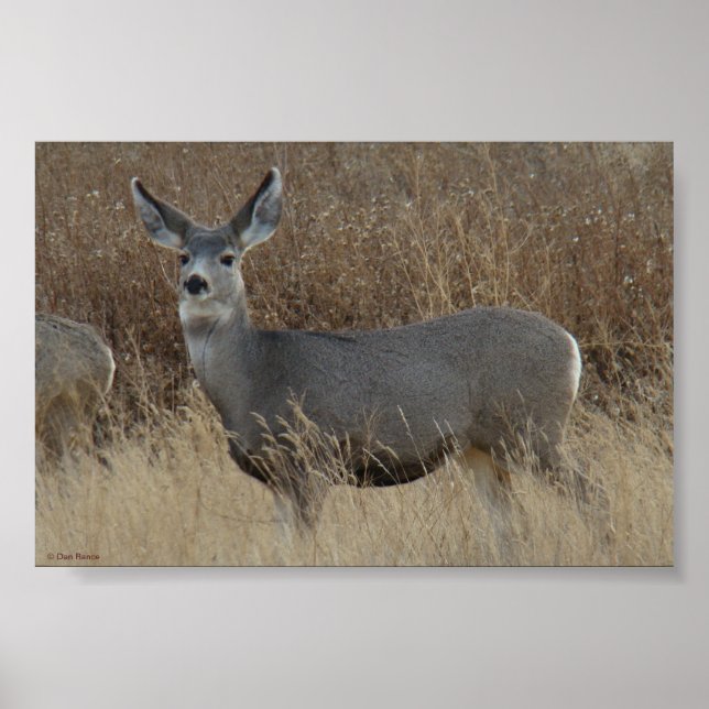 D14 Mule Deer Doe Poster (Front)