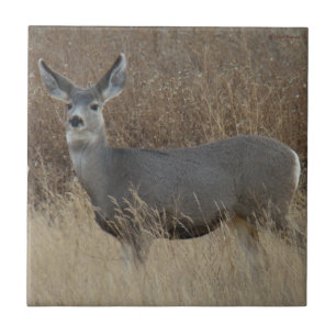 D14 Mule Deer Doe Tile