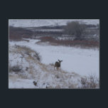 D16 Mule Deer Doe in River Valley Postcard<br><div class="desc">Mule Deer doe in River Valley Postcard.</div>