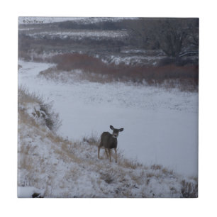 D16 Mule Deer Doe in River Valley Tile