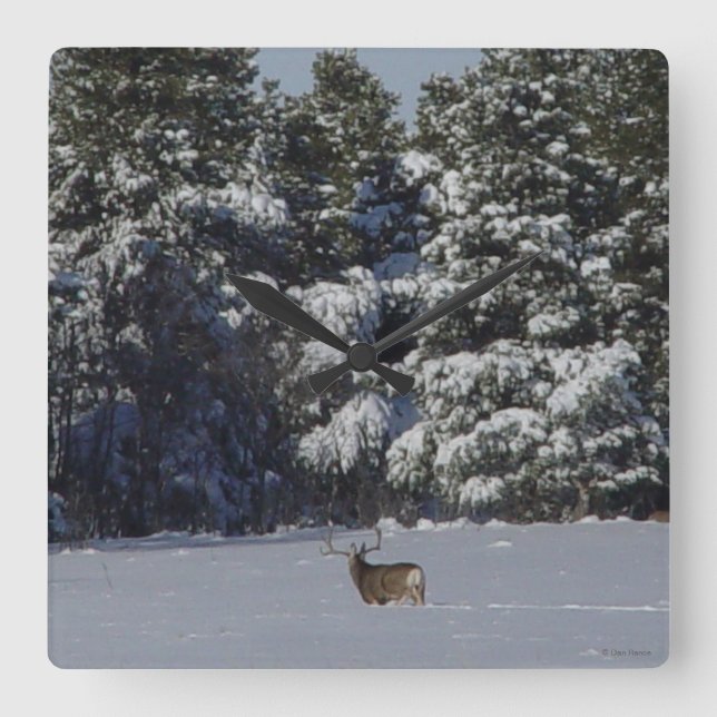 D17 Mule Deer Buck in Snowy Spruce Trees Square Wall Clock (Front)